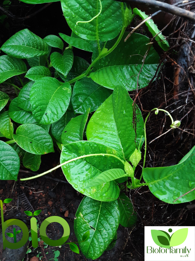 Design Sans Titre27 768x1024