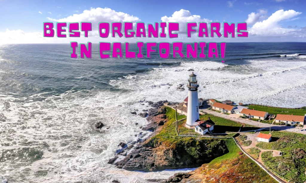 Best Organic Farms In California 1024x613