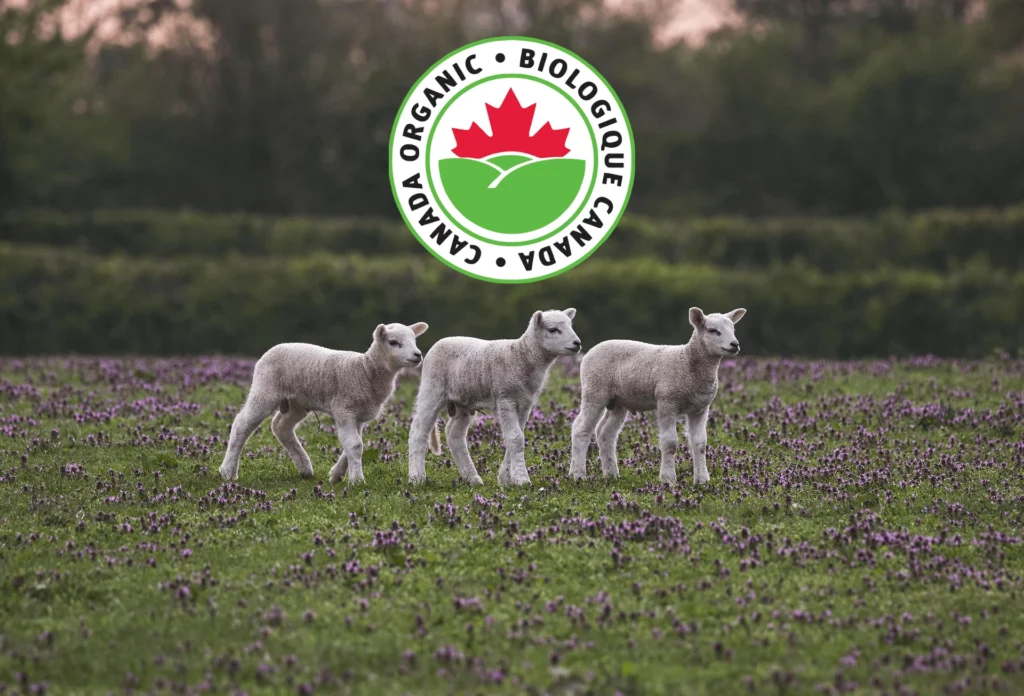 Design Sans Titre401 1024x696