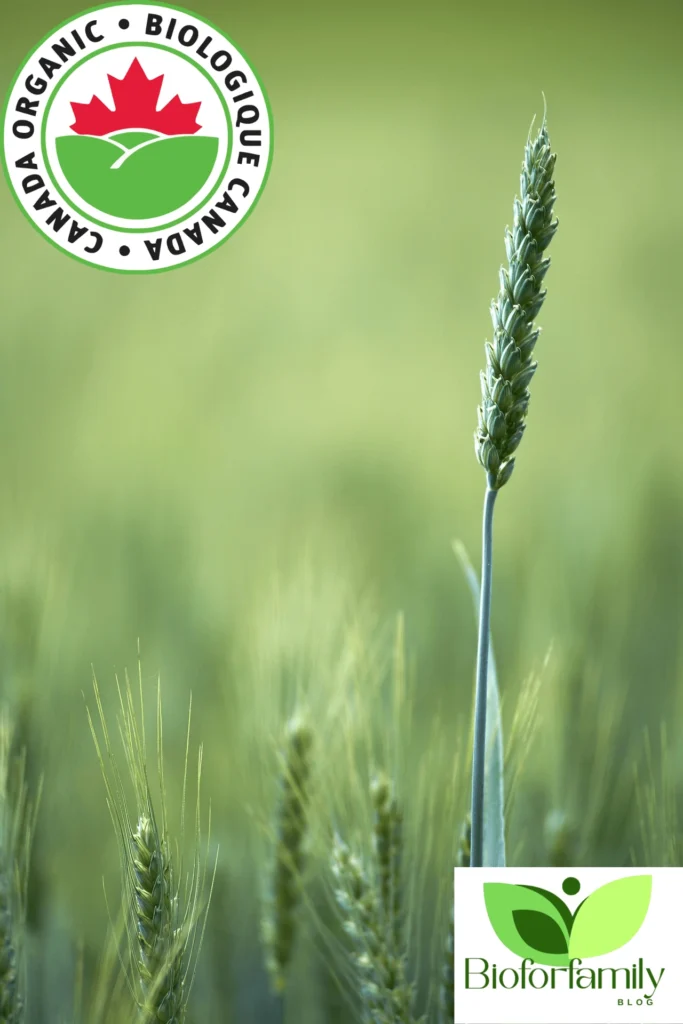 Design Sans Titre411 683x1024