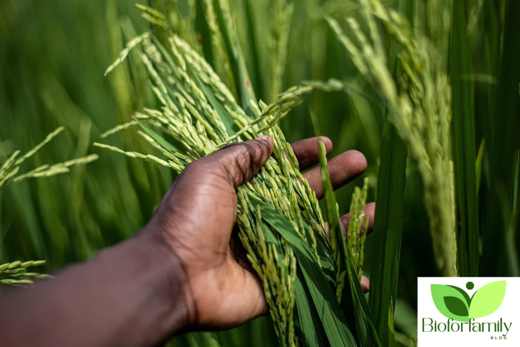 How Organic Food Supports Your Health and the Planet Organic Vs. Conventional Food 1024x683