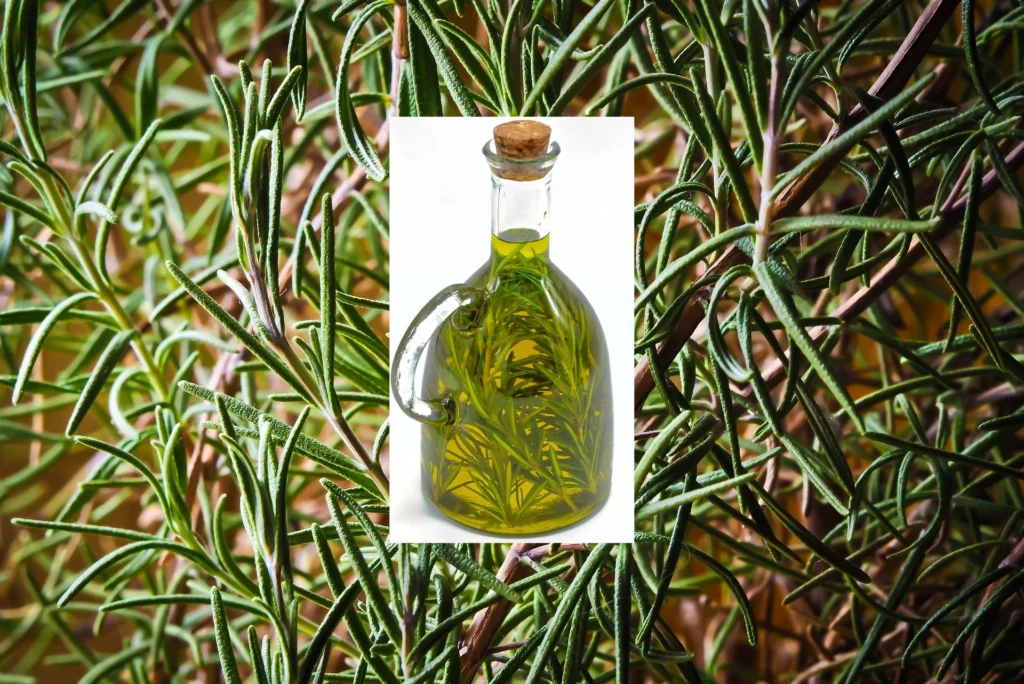 Rosemary Essential Oil: A Natural Booster for Memory 161f687e Cd20 4675 Aa3b Aff766749478.jpg 1024x684